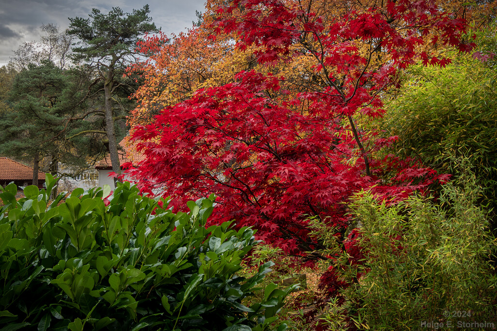 Bamboo and Japanese maple tree by helstor365