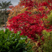 Bamboo and Japanese maple tree