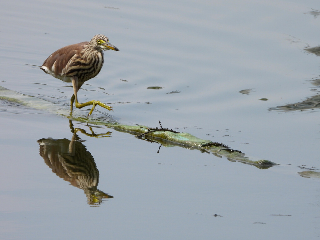 Wading bird by peng