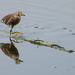 Wading bird