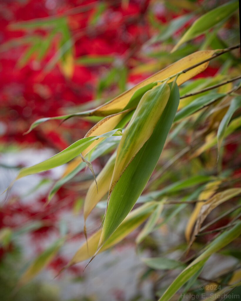 Bamboo by helstor365