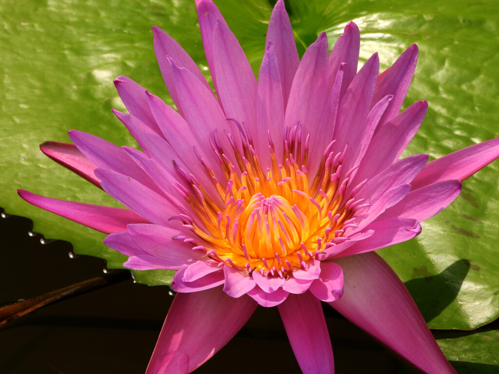 Pink Lotus Flower by peng