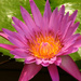 Pink Lotus Flower