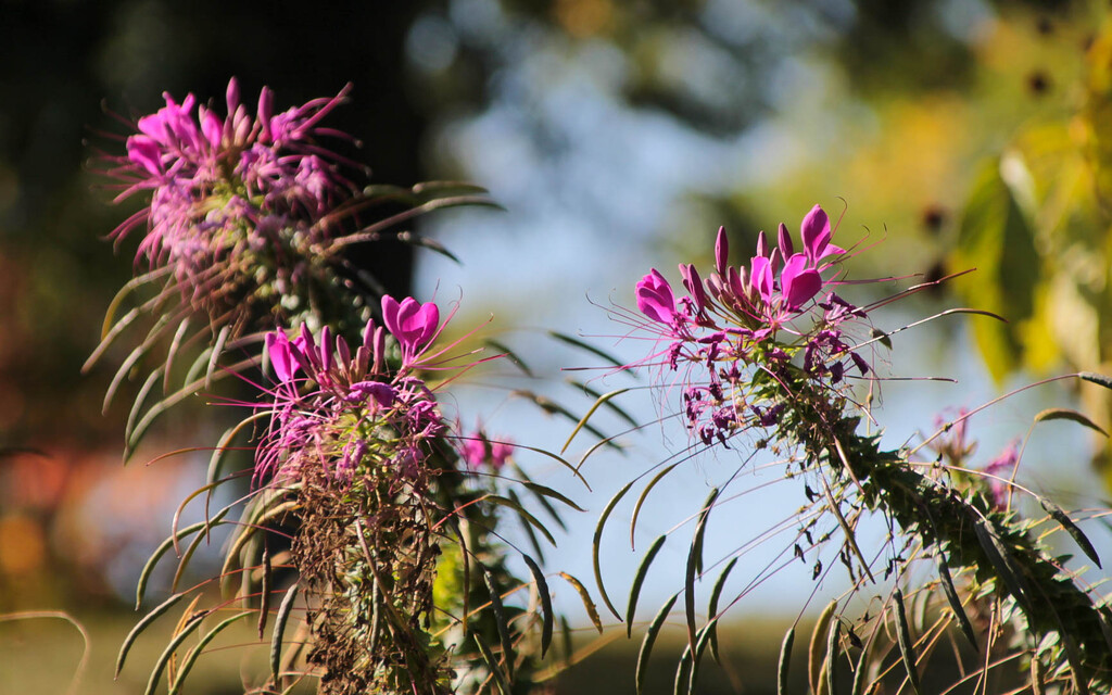 Flowers by mittens