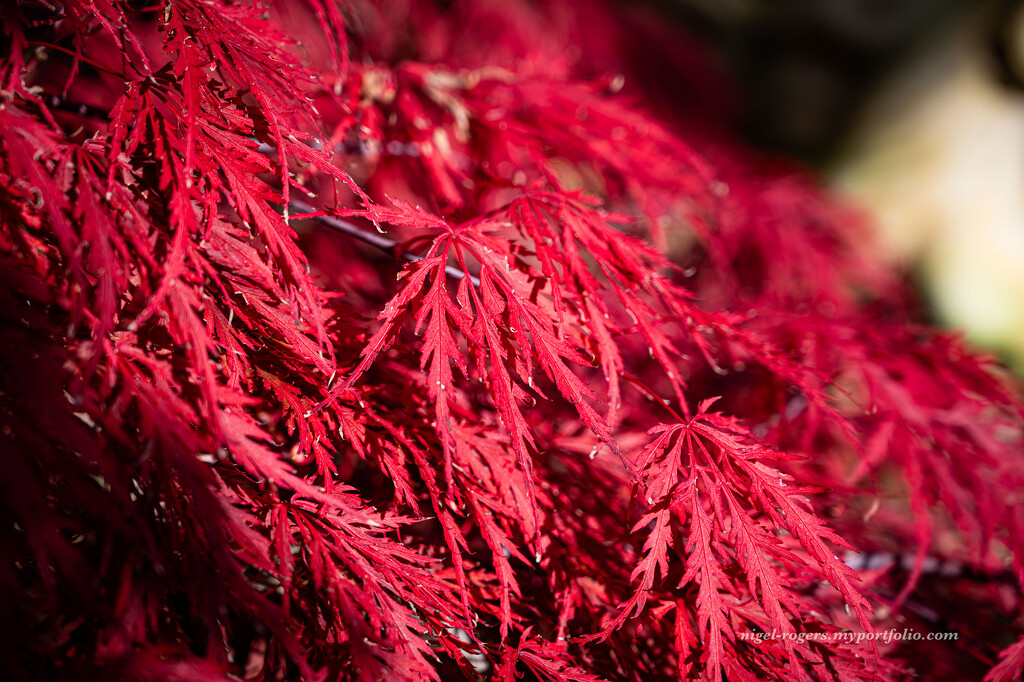 Red Acer by nigelrogers