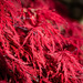 Red Acer