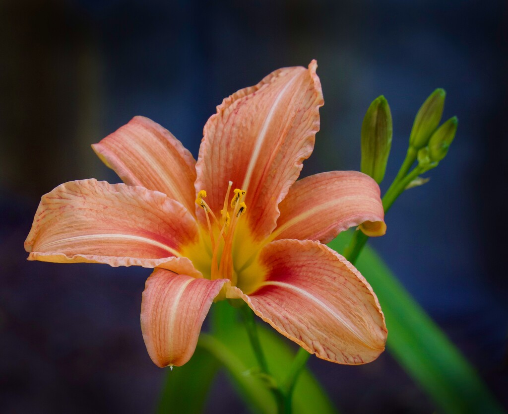 The Day Lilies Are Blooming PA176189 by merrelyn