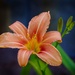 The Day Lilies Are Blooming PA176189 by merrelyn