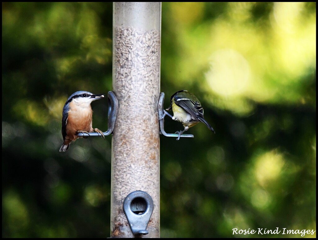 Nuthatch today by rosiekind