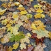 Fallen leaves