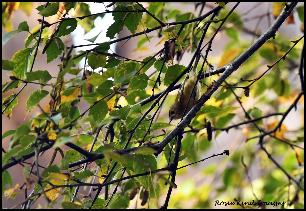 Goldcrest today by rosiekind