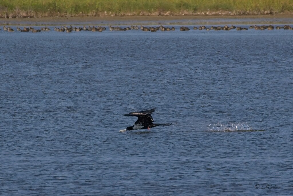 LHG_7022Magnificient Frigatebird  fishing at Leonabelle Turnbull by rontu