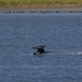 LHG_7022Magnificient Frigatebird  fishing at Leonabelle Turnbull by rontu