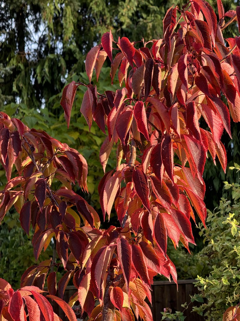 Ornamental Cherry in the Early Morning Sun by susiemc