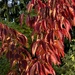 Ornamental Cherry in the Early Morning Sun by susiemc