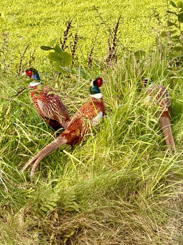 Surrounded by pheasants!  by pamknowler