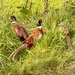 Surrounded by pheasants! 