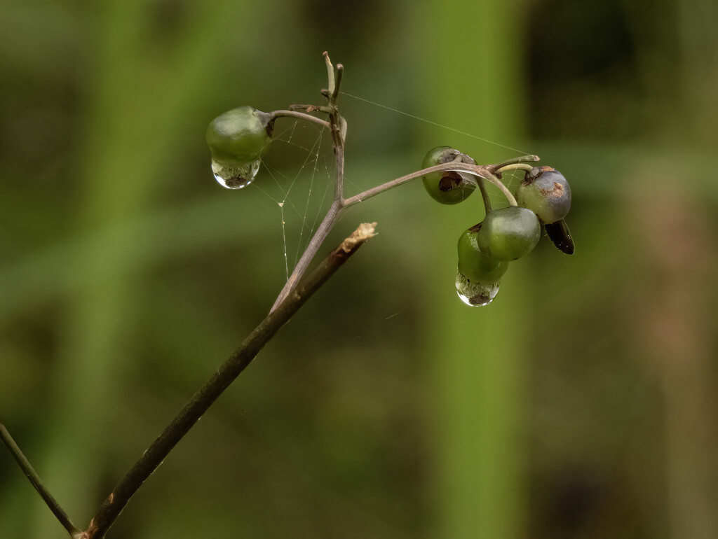 droplets by koalagardens