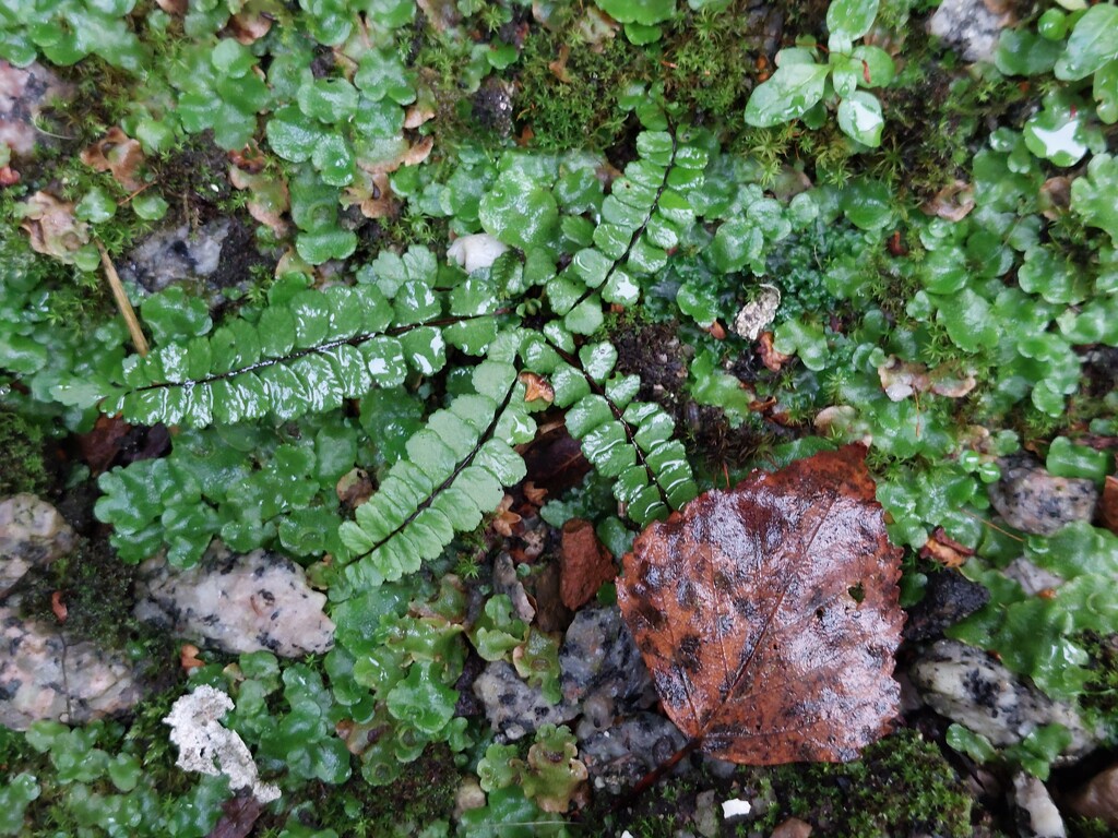 Tiny fern by samcat