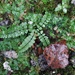 Tiny fern