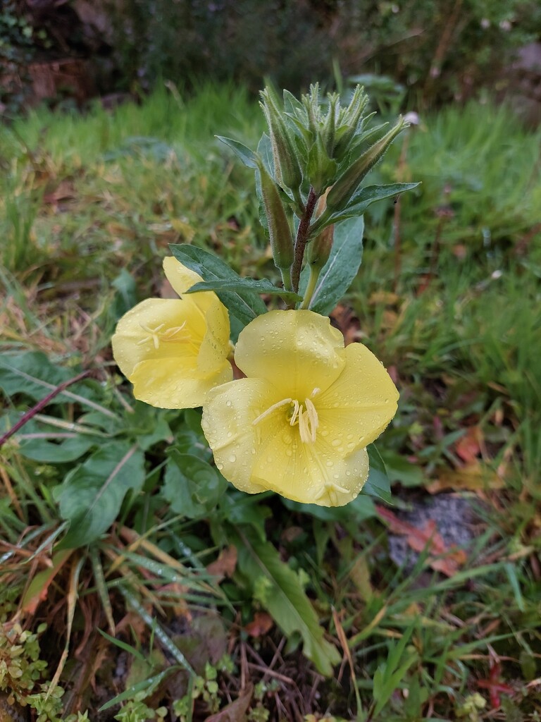 Evening primrose  by samcat