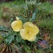 Evening primrose 