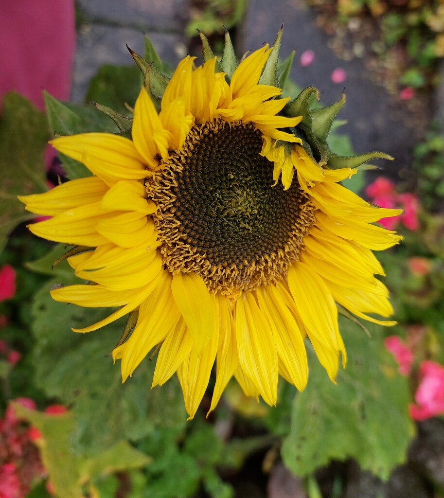 Sunflower  by samcat