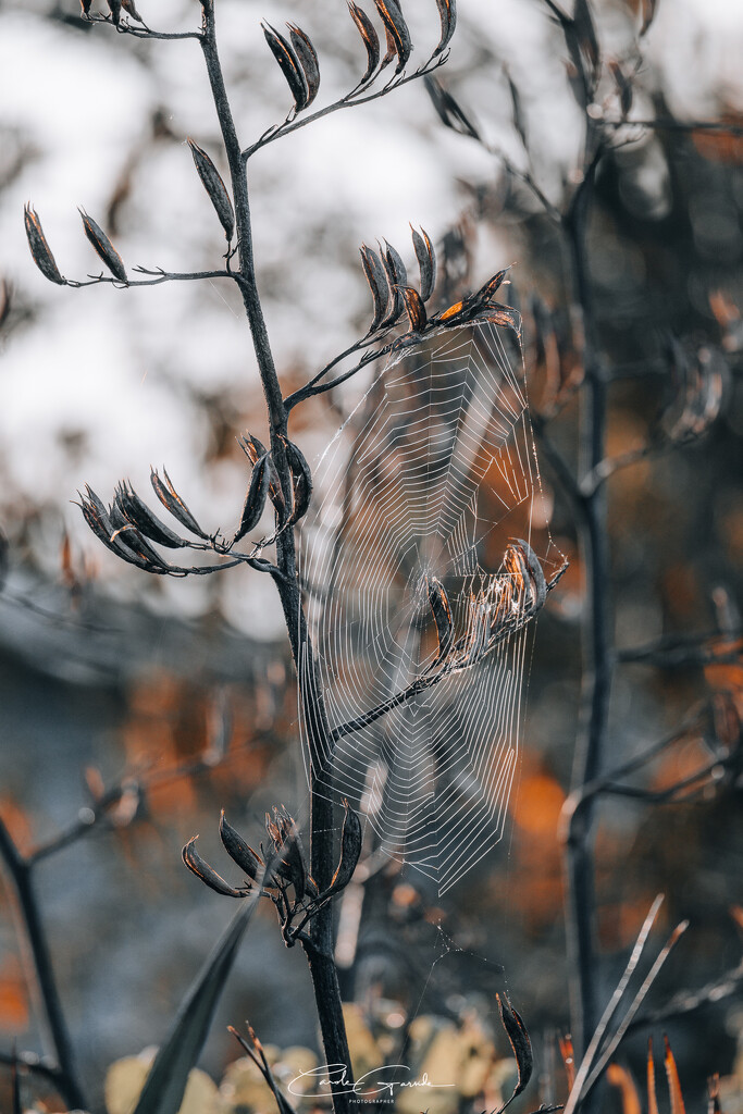 Cobweb by yorkshirekiwi