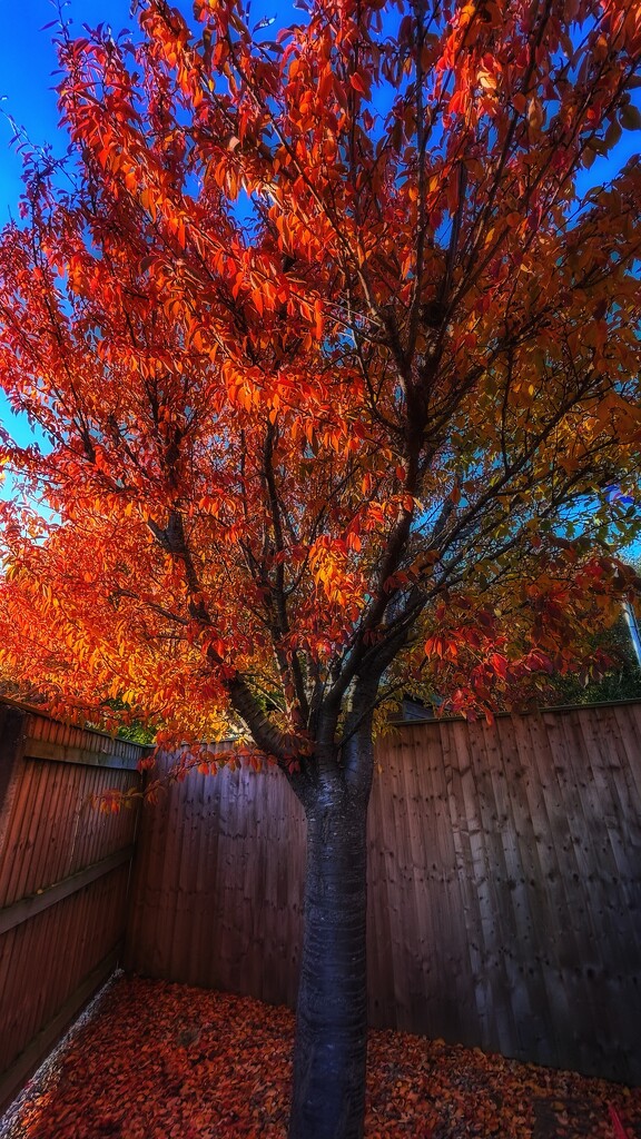 Tree on Fire by carole_sandford