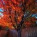 Tree on Fire by carole_sandford