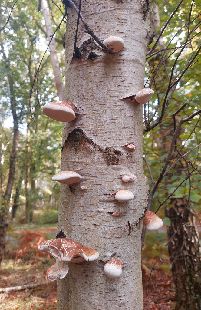 Birch polypore by busylady