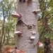 Birch polypore