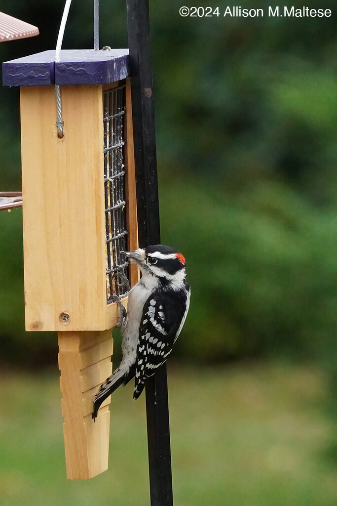 Happy Woodpecker by falcon11