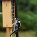 Happy Woodpecker