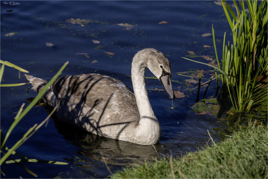 Cygnet by pcoulson