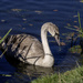 Cygnet by pcoulson