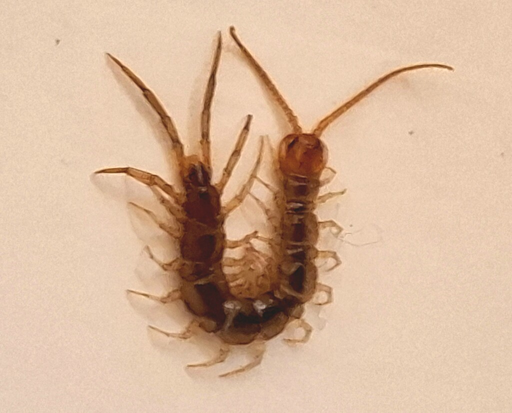 Day 290/366. Lithobius forficatus - garden centipede but this one was in my bath!  by fairynormal