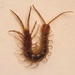 Day 290/366. Lithobius forficatus - garden centipede but this one was in my bath!  by fairynormal