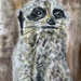 Meerkat by pandorasecho