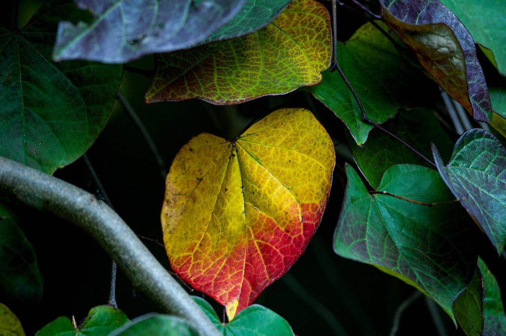 Autumn Redbud Rainbow by berelaxed