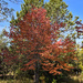 Fall in the mountains by larrysphotos