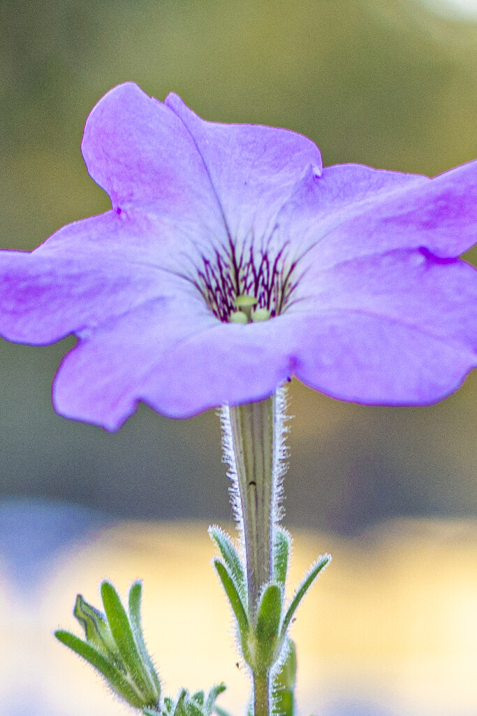 Stil blooming... by thewatersphotos