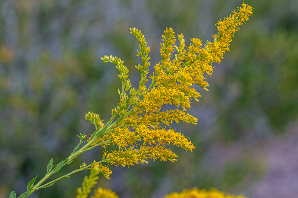 Goldenrod... by thewatersphotos