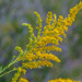 Goldenrod...