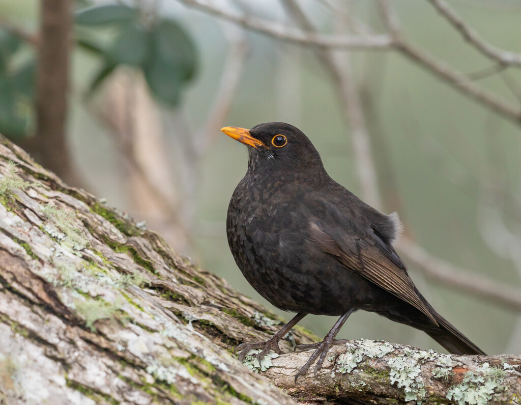 Blackbird resting a bit by creative_shots