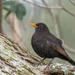 Blackbird resting a bit