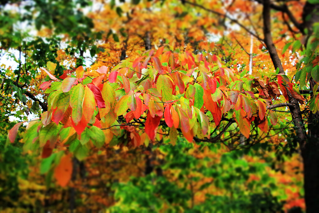 Autumn Hike 18 - Sassafras Confetti by juliedduncan