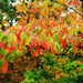 Autumn Hike 18 - Sassafras Confetti by juliedduncan