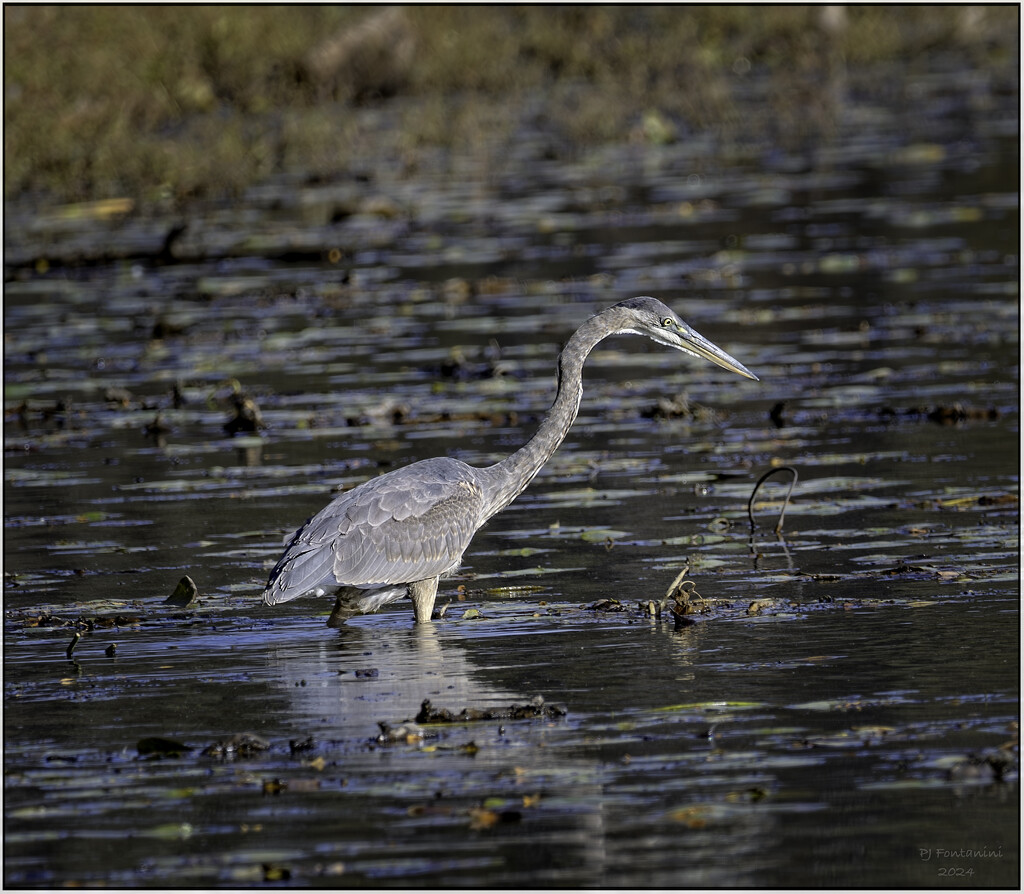 October Heron by bluemoon