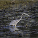 October Heron by bluemoon